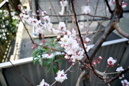 前の画像