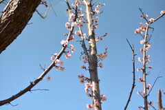 梅が咲き始めていました。(2020-03-03,共用部,OTHER,1F)
