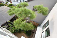 オーナーさん住戸のベランダからは松の木が見下ろせます。(2022-09-22,共用部,OTHER,3F)