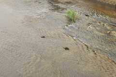 川ではアヒルが水浴びしています。春になると子どもたちを連れて歩いているそう。(2014-06-17,共用部,ENVIRONMENT,1F)