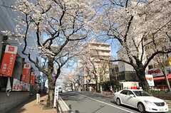 最寄り駅周辺の桜並木。(2014-03-31,共用部,ENVIRONMENT,1F)