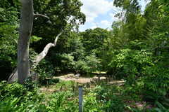 シェアハウス近くにあるたちばなふれあいの森。(2021-06-01,共用部,ENVIRONMENT,1F)