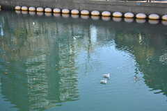 京急本線・黄金町駅周辺の様子2。近くの川には水鳥がいます。(2018-11-30,共用部,ENVIRONMENT,2F)