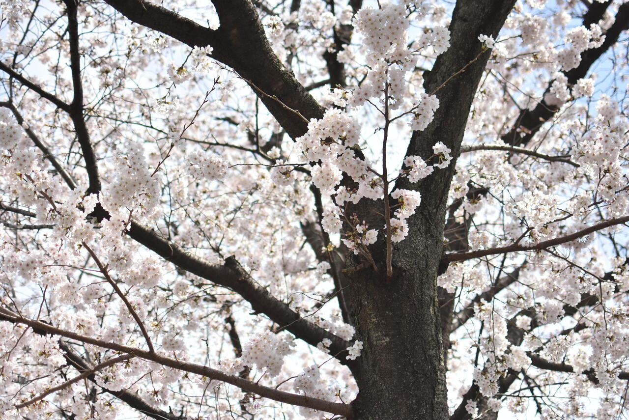 春は満開の桜を眺めることができます。|1F 周辺環境