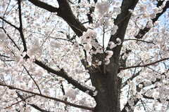 春は満開の桜を眺めることができます。(2018-03-26,共用部,ENVIRONMENT,1F)