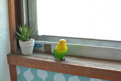 窓際で見守る小鳥。(2022-05-10,共用部,TOILET,2F)