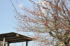 庭には梅やびわの木が植えられています。(2014-03-18,共用部,OTHER,1F)