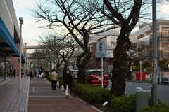 冬場は、駅前の桜並木がライトアップされます。(2020-01-10,共用部,ENVIRONMENT,1F)