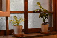 洗面台の窓には植物が飾られています。(2017-10-13,共用部,OTHER,1F)
