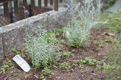 菜園にはラベンダーをはじめとしたハーブ類が植えられています。(2022-11-01,共用部,OTHER,1F)