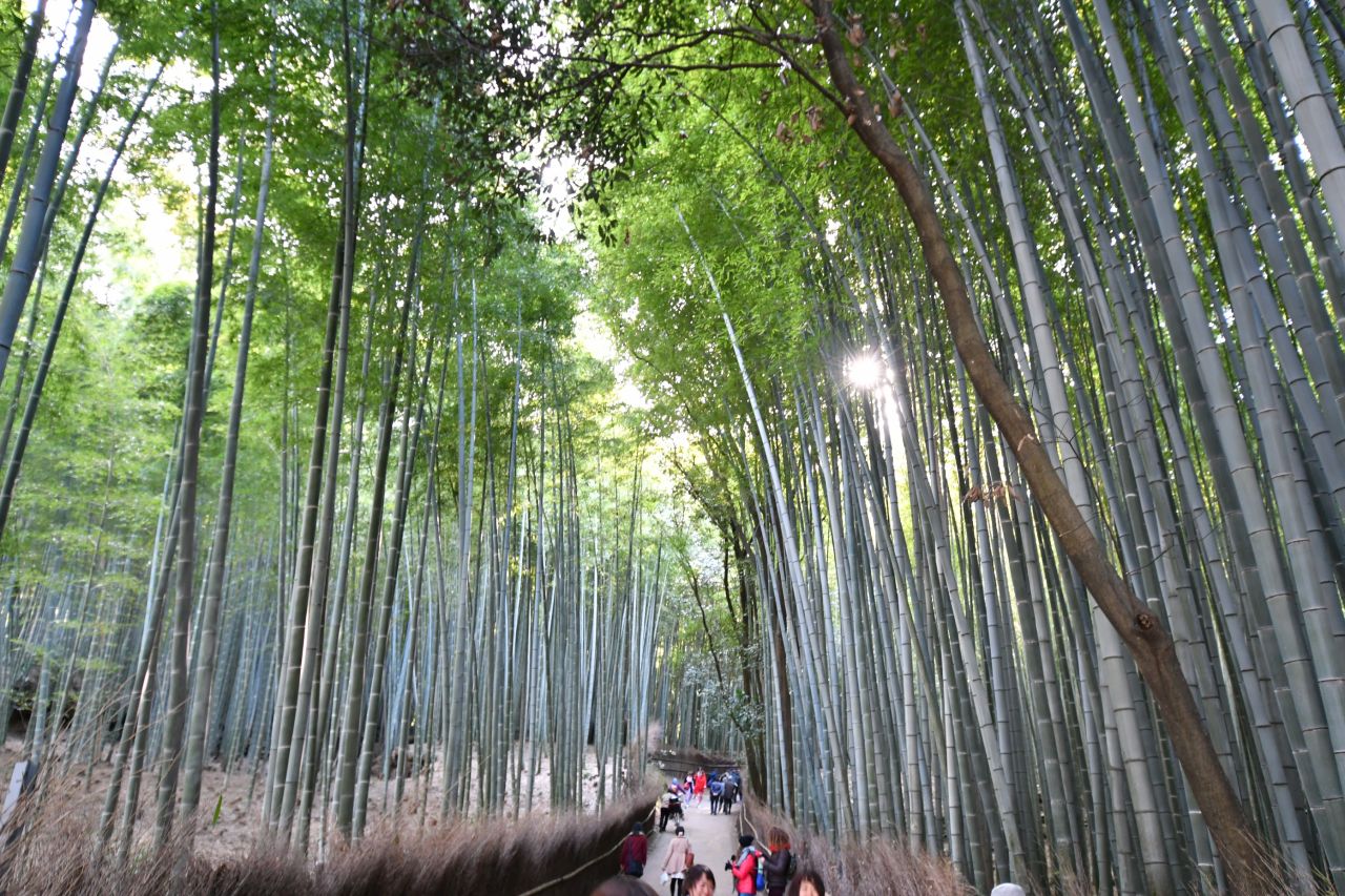 嵐山の竹林。(2017-03-07,共用部,ENVIRONMENT,1F)