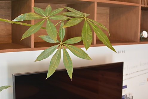 手入れのしやすいパキラが元気に育っています。(2015-03-17,共用部,LIVINGROOM,1F)