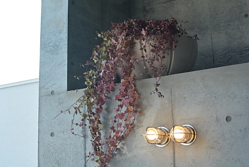 落ち着いた色合いの植物。(2015-03-17,共用部,OTHER,3F)