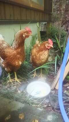 庭で飼われている鶏たち。左が多紀理（タギリ）、右が菊理（ククリ）です。 ※事業者様提供素材(2021-12-10,共用部,OTHER,1F)