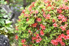 紅葉やツツジなど、季節の移り変わりを楽しめる植物が植えられています。(2019-05-17,共用部,OTHER,1F)