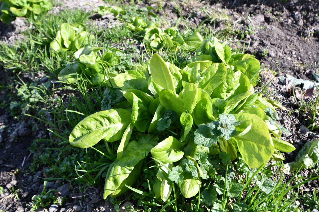 運営事業者さんが管理して野菜を育てています。(2019-01-20,共用部,ENVIRONMENT,1F)