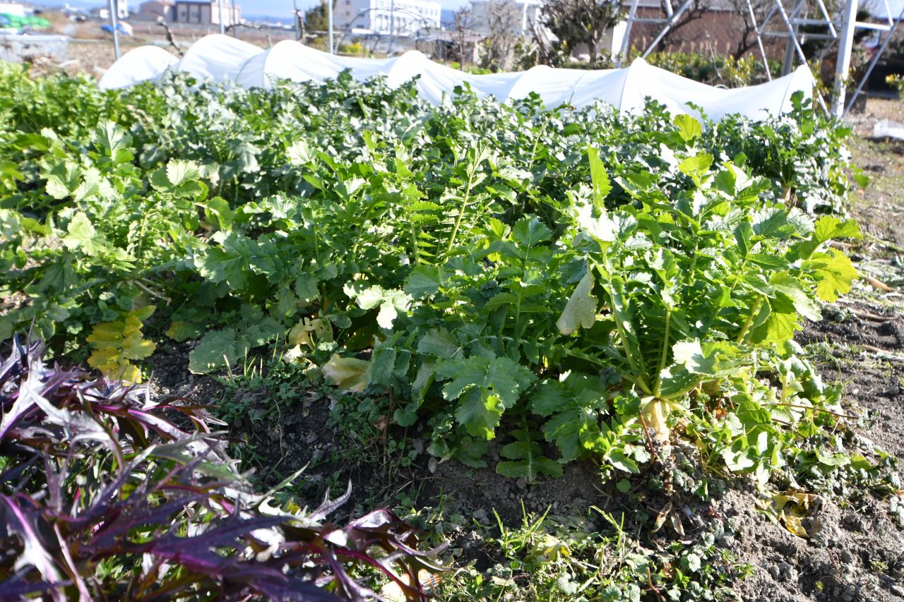 無農薬で育てているそう。(2019-01-20,共用部,ENVIRONMENT,1F)
