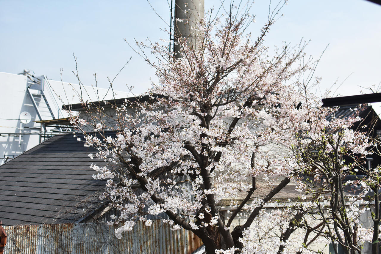 物干し場からは、桜の木が見えます。|2F その他