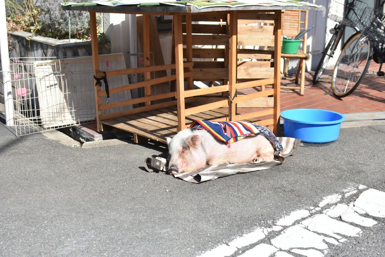 シェアハウス周辺の様子2。看板犬ならぬ、看板ブタがいます！(2018-02-14,共用部,ENVIRONMENT,1F)