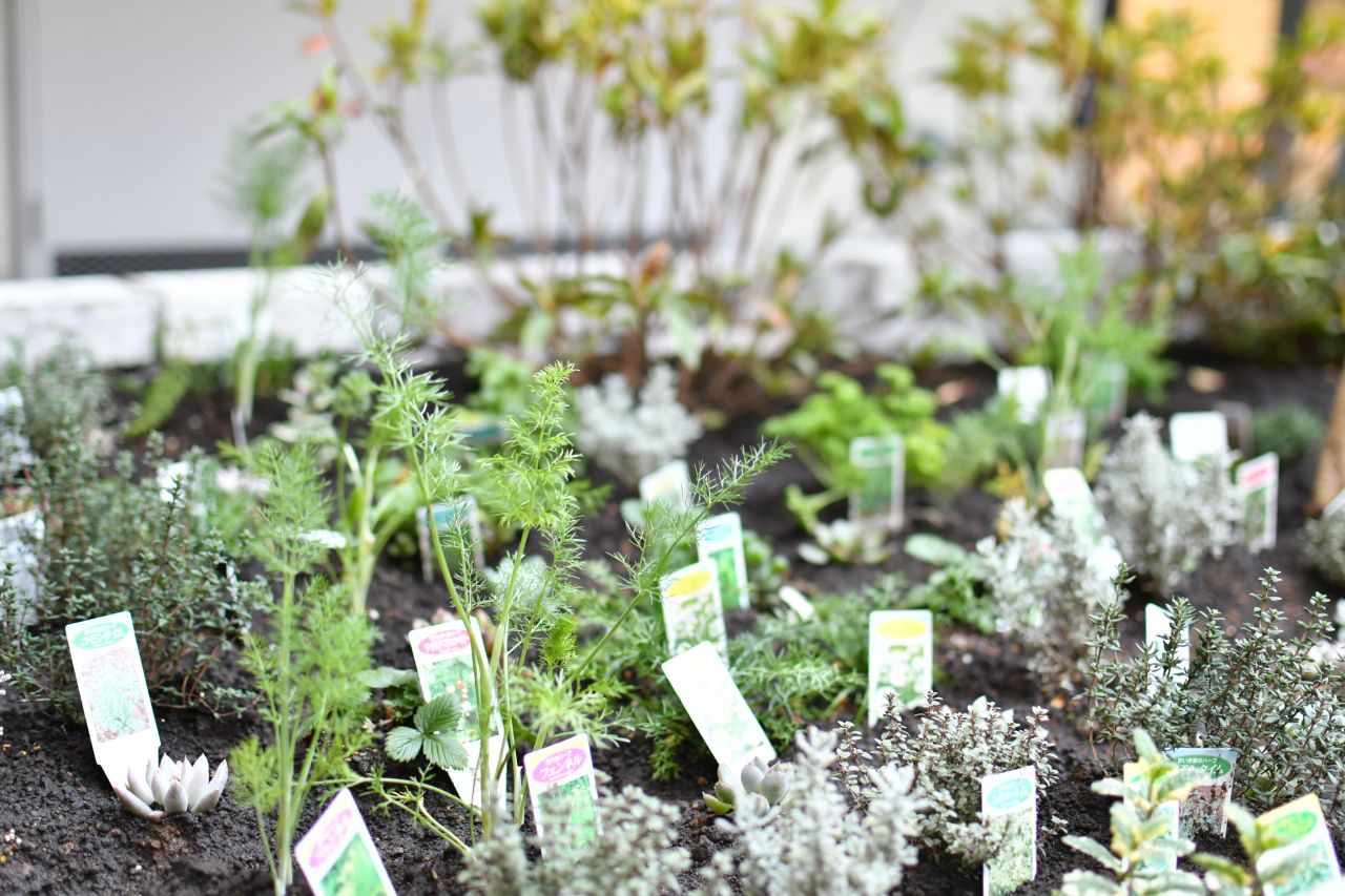 中庭の花壇ではハーブが育っています。(2020-02-02,共用部,OTHER,1F)