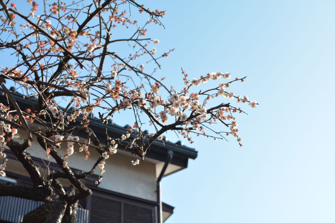 梅が植えられています。(2023-03-08,共用部,OTHER,1F)
