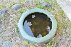 鉢にはメダカが泳いでいます。(2021-03-23,共用部,OTHER,1F)