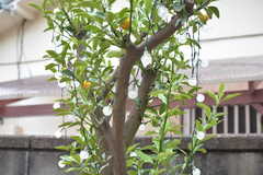庭には食べられる果実がなる木がたくさん植わっています。こちらは金柑。(2021-06-29,共用部,OTHER,1F)