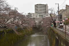 シェアハウス周辺の石神井川の様子2。春には桜が満開になるとのこと。(2018-03-22,共用部,ENVIRONMENT,1F)