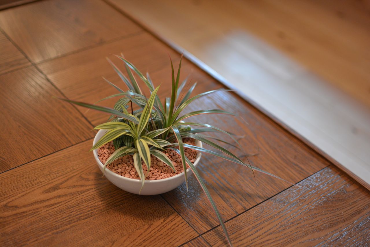 観葉植物が飾られています。