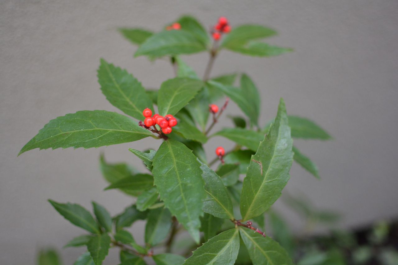 南天やモミジなど、季節を感じられる植物が植えられています。