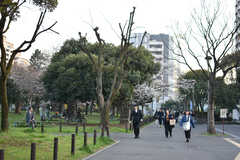 東京メトロ東西線・南砂町周辺の様子2。シェアハウスまでの道のりは、桜並木が続きます。(2019-03-26,共用部,ENVIRONMENT,1F)