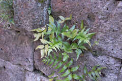 石壁の隙間から植物が植わっています。(2022-12-21,共用部,OTHER,1F)