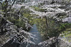 各線・玉川上水駅周辺の様子2。川が流れていて、春には桜が咲き誇ります。(2019-04-04,共用部,ENVIRONMENT,1F)