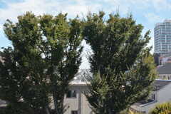 木と木の間からスカイツリーが見えます。(2022-10-11,共用部,OTHER,4F)