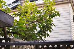 庭から見た柿の木の様子。(2012-10-02,共用部,OTHER,1F)