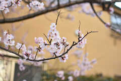緑道は春になると桜並木が連なり、ちょっとしたお花見スポットに。(2019-03-20,共用部,ENVIRONMENT,1F)