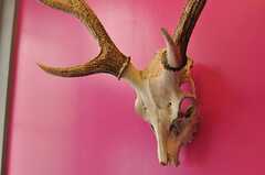玄関にある鹿の頭骨のオブジェ。角も立派です。(2011-05-10,共用部,OTHER,2F)