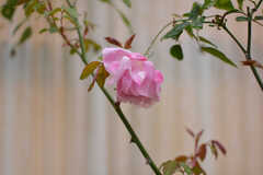 庭に咲く花は、ピンク色が多め。(2020-03-02,共用部,OTHER,1F)