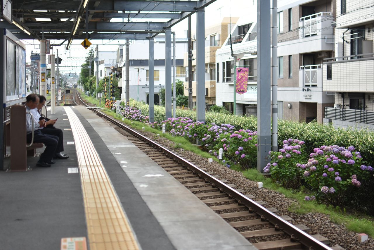 京王井の頭線・西永福駅の様子2。駅構内には、あじさいが咲いています。|1F 周辺環境