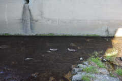 川にはカルガモが。(2020-08-21,共用部,ENVIRONMENT,1F)