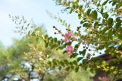 サルスベリの花が咲いていました。(2022-08-02,共用部,OTHER,1F)