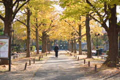 横網町公園はイチョウ並木がとても綺麗です。(2021-11-19,共用部,ENVIRONMENT,1F)