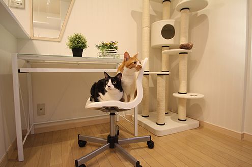 猫に恋する駒込ライフ 駒込駅 豊島区 のシェアハウス シェア ラ キャット 駒込 のレビュー ひつじ不動産 猫に恋する駒込ライフ 駒込駅 豊島区 のシェアハウス シェア ラ キャット 駒込 のレビュー ひつじ不動産